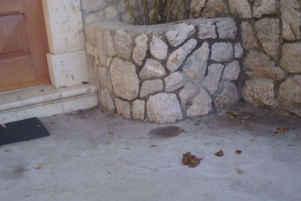 izmet gaja 03