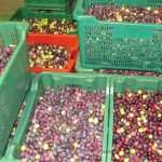 masline berba 02