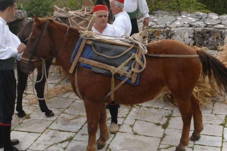 osojnik16