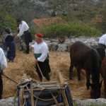 osojnik9