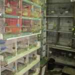 pticar bacic neum 014