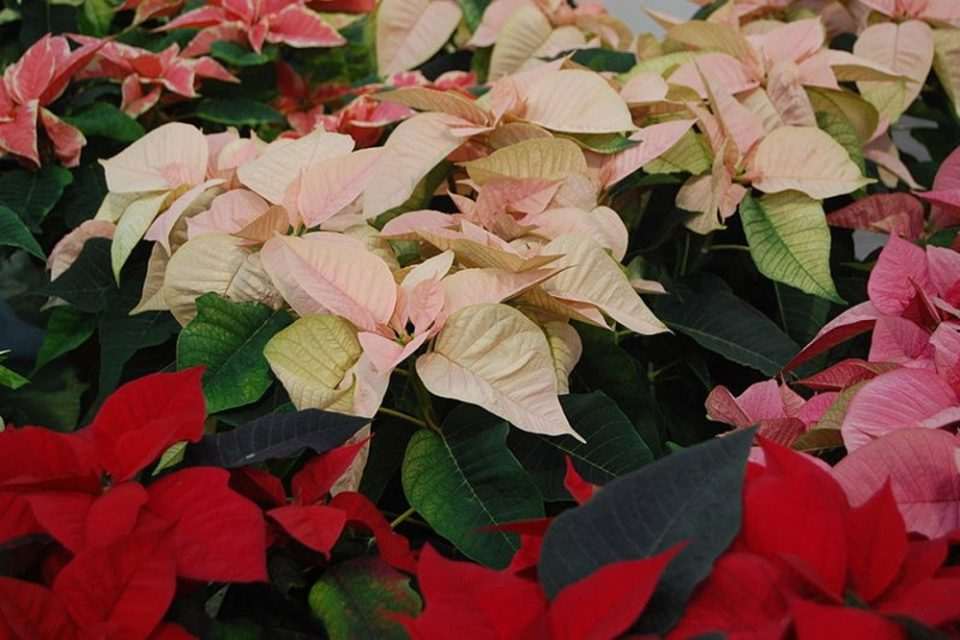 Poinsettia Božićnjak