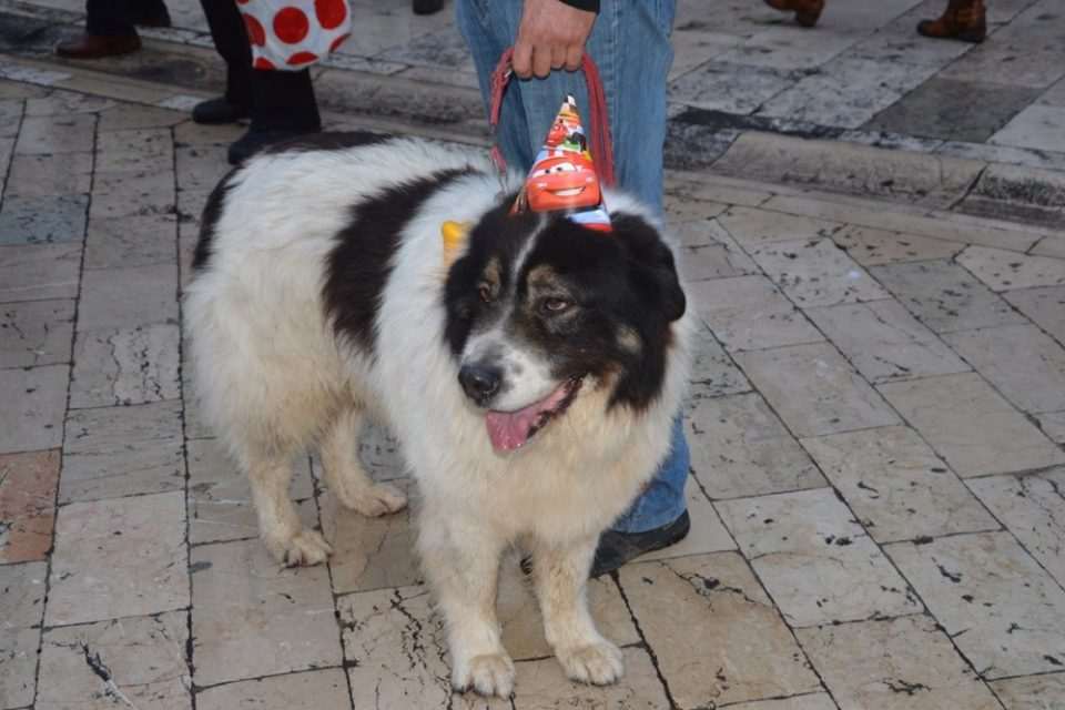 psi zarkovica 12