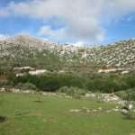 tocionik 015