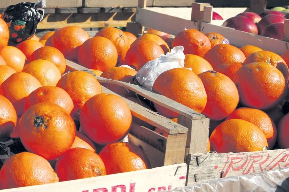 Mandarine na placi u Gružu