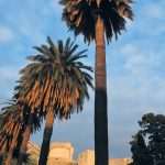 Palme