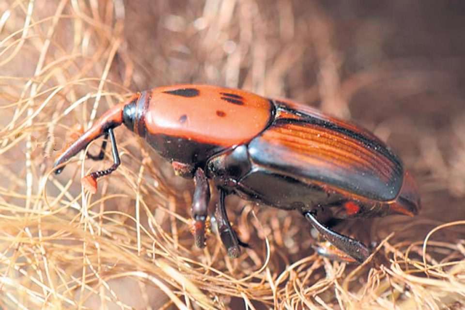 Palmina crvena pipa