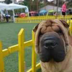CACIB 2014