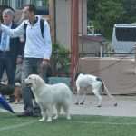 CACIB 2014