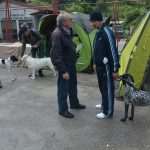 CACIB 2014
