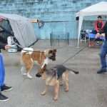 CACIB 2014