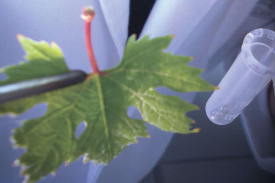Dossier Zinfandel