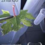 Dossier Zinfandel
