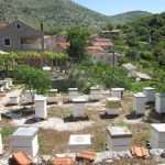 Trnovica 13