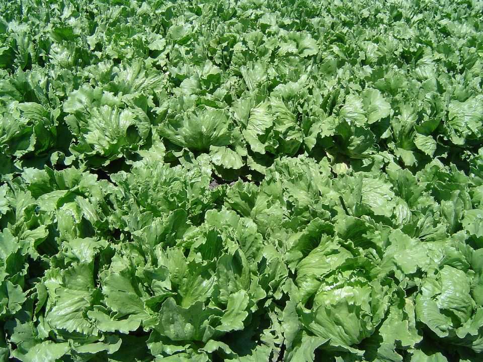 Salata Wiki