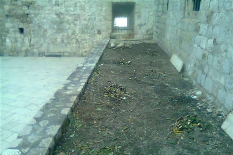 Pitospora