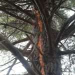pozar lopud 110614 7