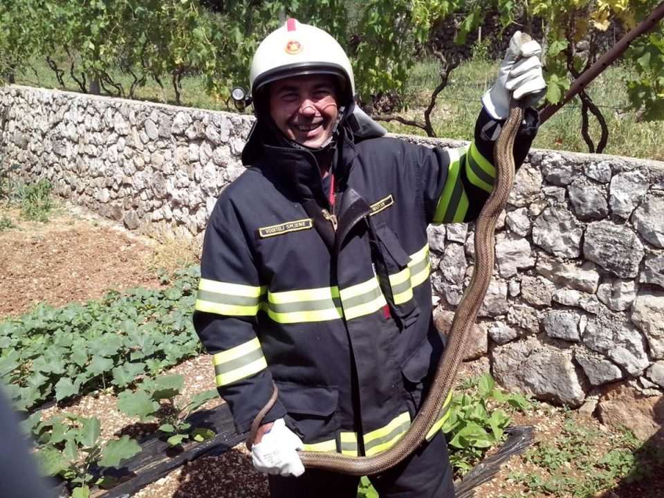 Vatrogasci lovili kravosca po Mokošici