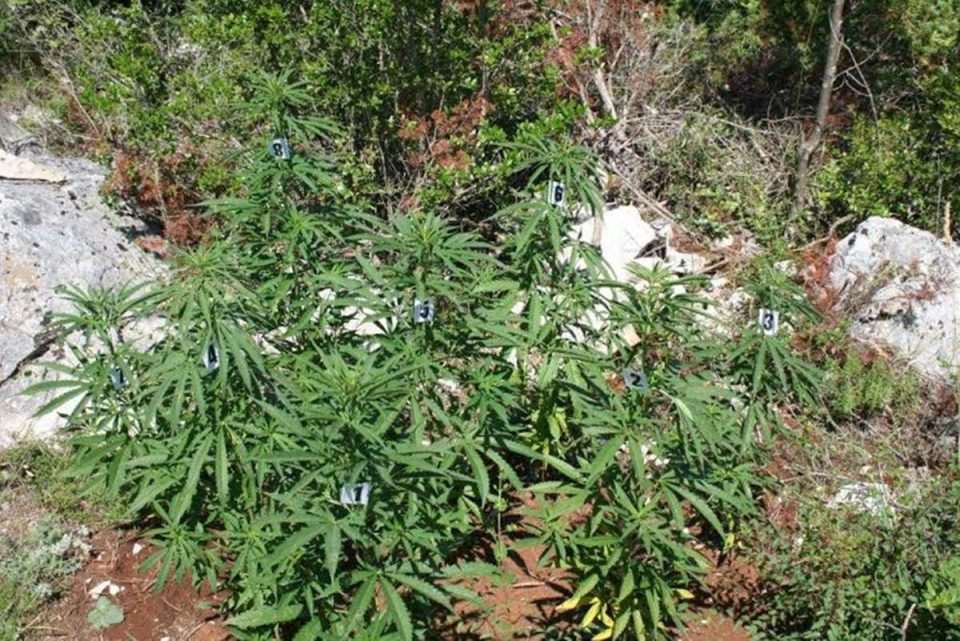 droga marihuana