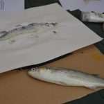 Gyotaku