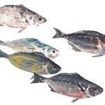 gyotaku prirodoslovni03