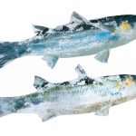 gyotaku prirodoslovni06