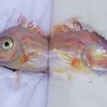 gyotaku prirodoslovni071