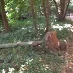 lopud park kolone031