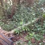 lopud park kolone05