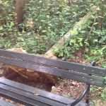 lopud park kolone06