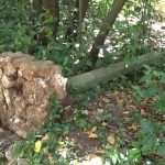lopud park kolone07