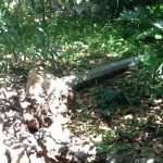 lopud park kolone09