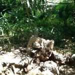 lopud park kolone10