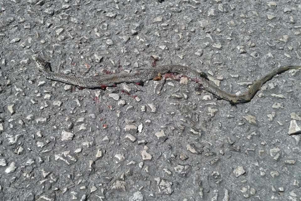 Janjinska ulica zmija