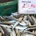 ribarnica paplina gruz 41