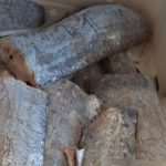 ribarnica patraca gruz 12