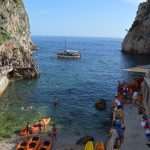 divlja sulic 1