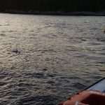 dupin uginuli lokrum 220814 1