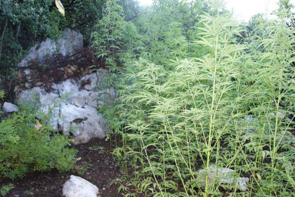 marihuana trava konoplja01