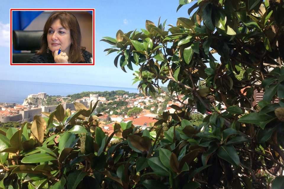 Dubravka Šuica