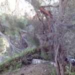 bura borovi 2