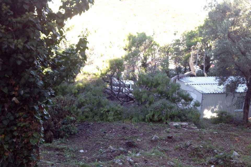 bura borovi 5