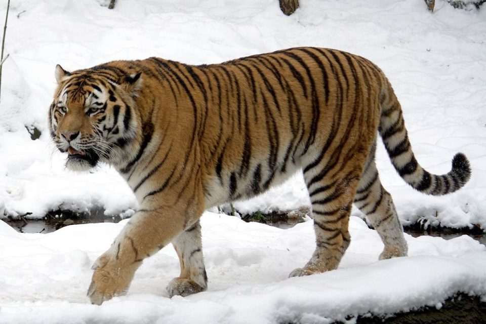 sibirski tigar