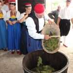 vino trganje berba 11