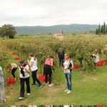 vino trganje berba 3