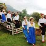vino trganje berba 4