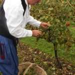 vino trganje berba 5