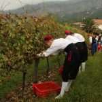 vino trganje berba 7