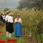 vino trganje berba 8