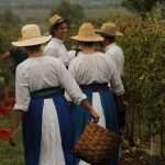 vino trganje berba 9